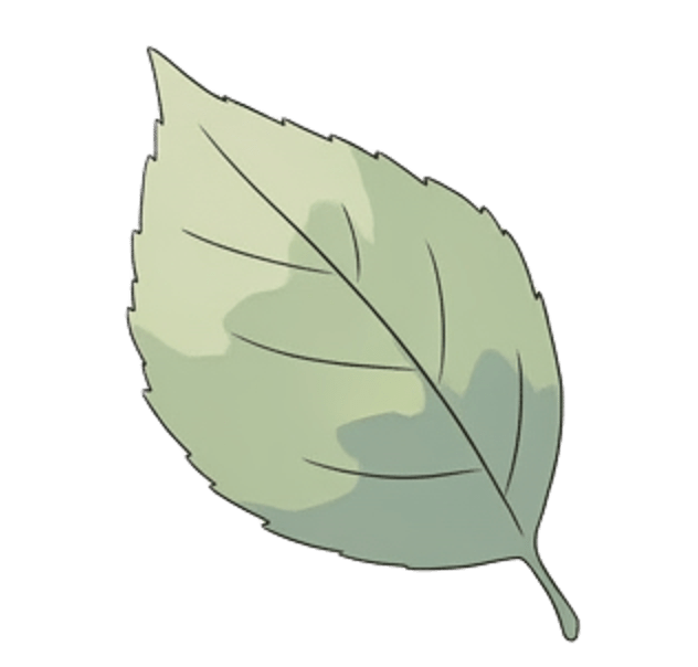 Daun